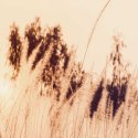 Parawan dwustronny, Wysokie trawy w sepii - 145x170