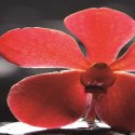 Parawan dwustronny, Zen z czerwoną orchideą - 145x170