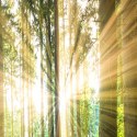 Parawan dwustronny, Słońce w lesie - 180x170