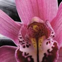 Parawan dwustronny, Zen z kwiatem orchidei - 180x170