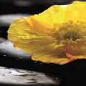 Parawan dwustronny, Zen z żółtym kwiatem - 180x170