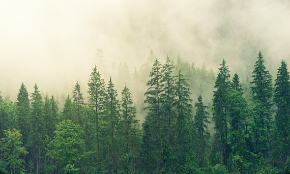 Tapety dekoracyjne - nowoczesny sposób na metamorfozę wnętrza