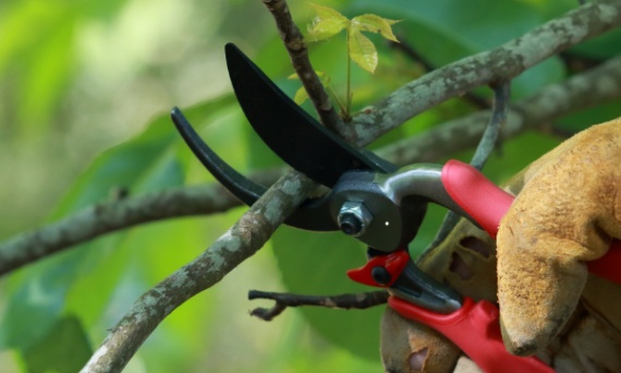 Wiosenne przycinanie drzewek owocowych. Klucz do zdrowych plonów