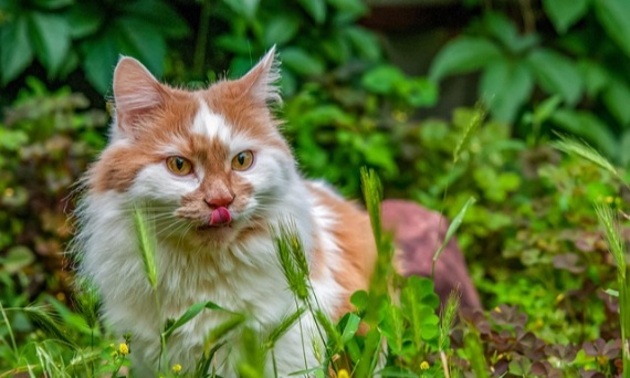 Rośliny trujące dla kota w domu i na balkonie. Jak urządzić bezpieczną zieloną przestrzeń