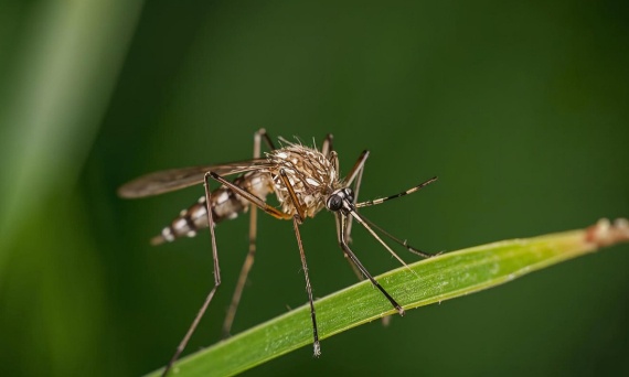 Odkomarzanie – dlaczego profesjonalne zwalczanie komarów jest dziś tak ważne?
