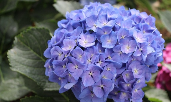Hortensje w ogrodzie. Sadzenie, przycinanie i rozmnażanie krok po kroku
