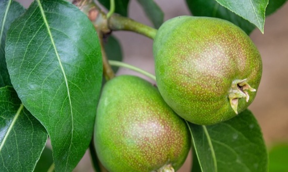 Szczepienie drzew owocowych – po co i kiedy warto je wykonać