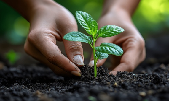 Wysiew rozsady w domu – od czego zacząć, by mieć silne sadzonki na wiosnę