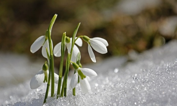 Nowalijki w 2025: jak zacząć już w styczniu, żeby cieszyć się pierwszym zbiorem jak najwcześniej
